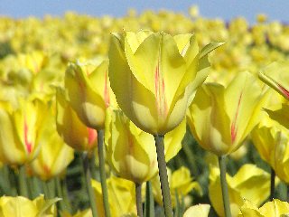 Meravigliosi tulipani gialli in una giornata assolata