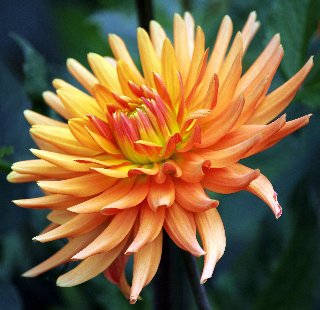 Meraviglioso fiore con tantissimi petali arancioni