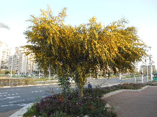 Mimose su albero su marciapiede