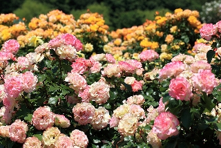 Moltitudine di rose multicolore