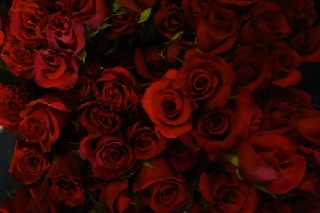 Moltitudine di rose rosse bellissime