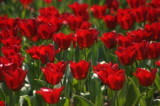 Moltitudine di tulipani rossi nel prato