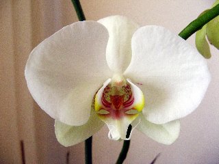 Orchidea bianca alquanto inquietante