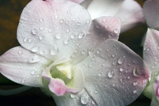 Orchidea bianca con rugiada
