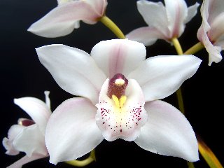 Orchidea bianca tra altre orchidee bianche