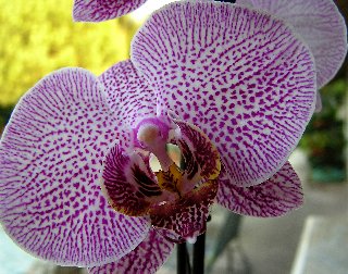 Orchidea che sembra una sonda