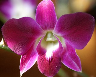 Orchidea con petalo inciso con messaggio di amore