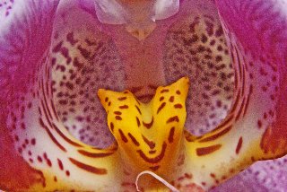 Orchidea multicolore macro
