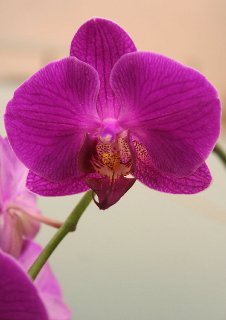 Orchidea porpora