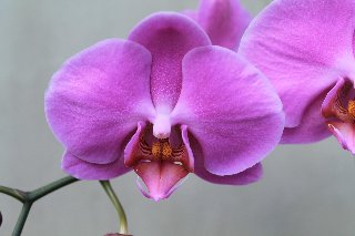 Orchidea viola in compagnia