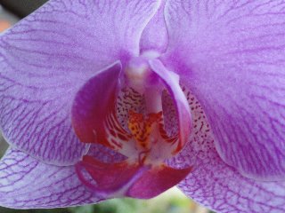 Orchidea violacea in bella mostra