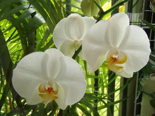 Orchidee bianche con sfondo naturale verde stupendo