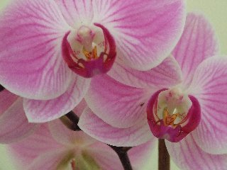 Orchidee rosa che coprono tutto il fotogramma