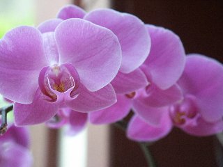 Orchidee rosa che incantano con la loro bellezza
