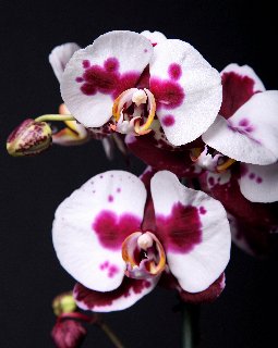 Orchidee rosate nel buio