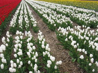 Piantagione di tulipani bianchi rossi e gialli