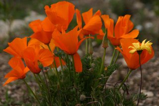 Piccoli fiori arancioni di campagna