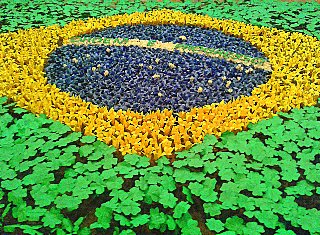 Prato con fiori a disegnare la bandiera del brasile