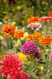 Prato con tanti fiori coloratissimi