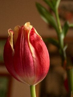 Primo piano a tulipano rosso con venature gialle