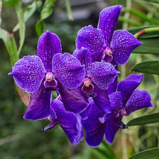 Romantiche orchidee viola tra fresca erba verde