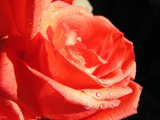 Rosa arancione di profilo su sfondo nero