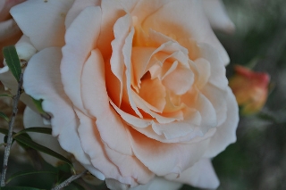 Rosa bianca con riflessi gialli