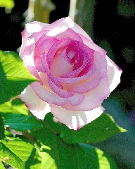 Rosa bianca con riflessi violacei