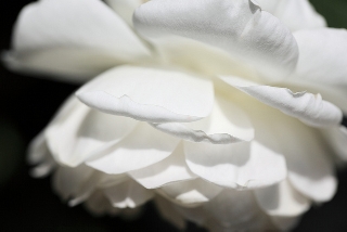 Rosa bianca verso il basso