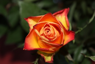 Rosa con petali gialli scontornati da arancione