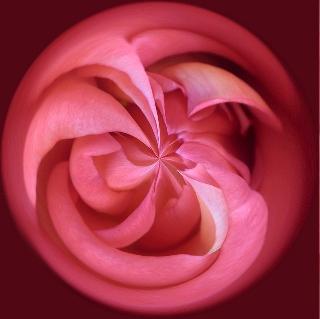 Rosa fotografata con fish eye