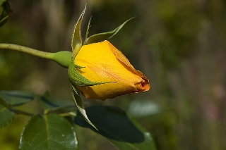 Rosa gialla che deve ancora sbocciare