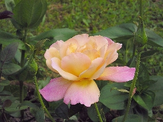 Rosa gialla e rosa