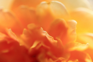 Rosa macro che sembra crema