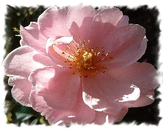 Rosa rosa che non sembra rosa