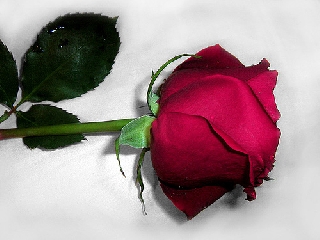 Rosa rossa adagiata sul letto
