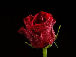 Rosa rossa bellissima nel buio