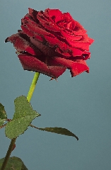 Rosa rossa ben irta