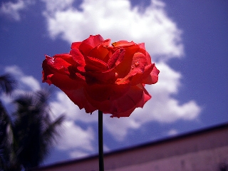 Rosa rossa che prende fiera il sole