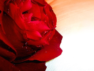 Rosa rossa con rugiada