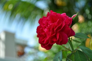 Rosa rossa con sottofondo di palma