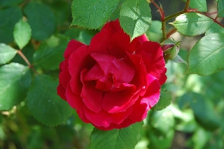 Rosa rossa immersa nel verde