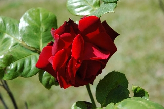 Rosa rossa in una giornata assolata