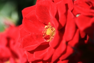 Rosa rossa incantevole in primo piano