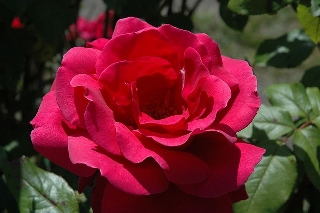 Rosa rossa tra foglie verdi