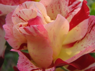 Rosa screziata