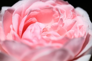 Rosa sfumata simil crema alla fragola