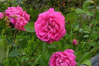 Rose bellissime color fucsia