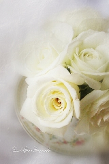 Rose bianchissime immerse nella luce