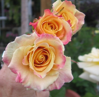 Rose gialle rosa in fila